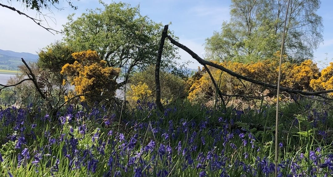 Walking Into Wild Bluebells